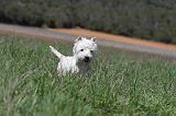 WESTIE 050